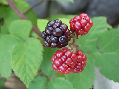 raspberry (4).jpg