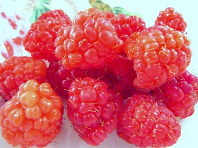 raspberry (8).jpg