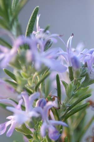 rosemary.jpg