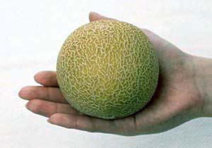 sakata20melon.jpg