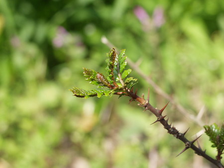 サンショウ 鉢植えの育て方