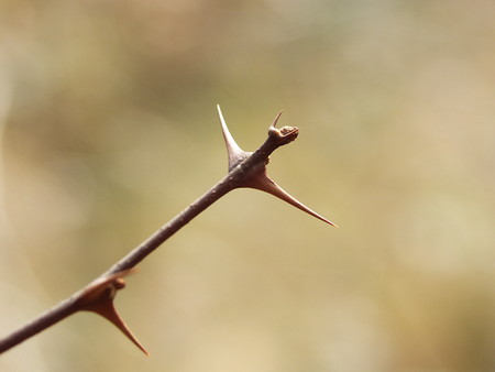 sansyo (2).jpg