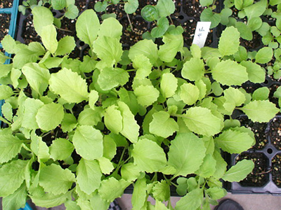 santosaiA.jpg