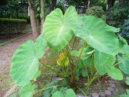 satoimo (1).jpg
