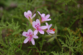 sented20geranium20(2).jpg