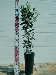 �V�[�N���[�T�[�̈�ĕ� ���A���b���͂��̂悢�y������܂�