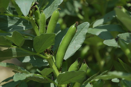 soramame.jpg