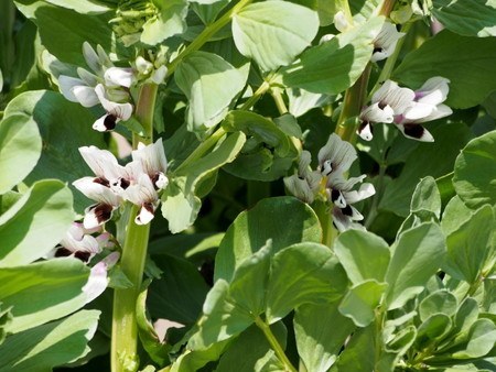 soramame01.jpg