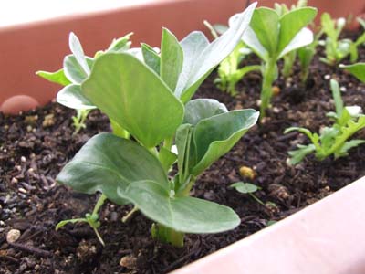 soramame2.jpg