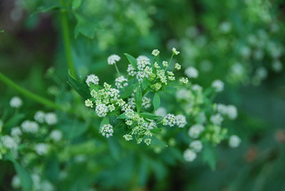 soup celery1.jpg