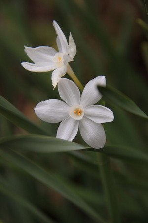 suisen (2).jpg