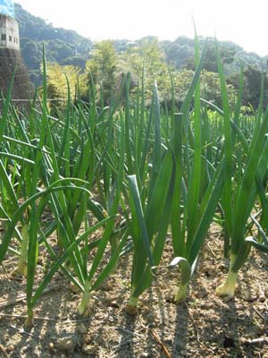 tamanegi (1).jpg