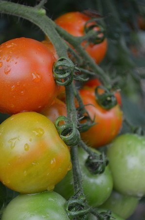 tomato.jpg