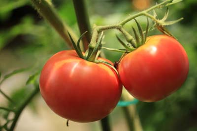 tomato.jpg