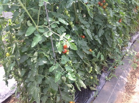 tomato011.jpg
