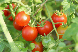ミニトマトの育て方｜形色、好みの品種を栽培しよう！
