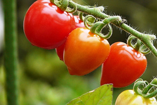 �g�}�g�̐����ƉJ�悯�΍�