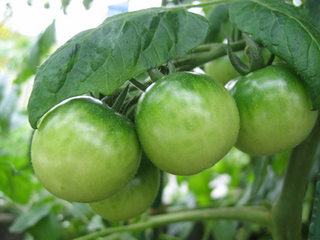 トマトの苗の選び方と植え付けのコツ