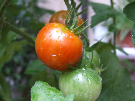 tomato (10).JPG