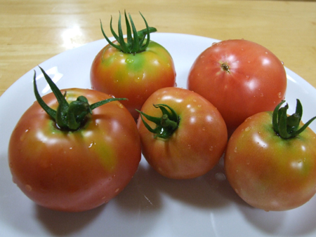 tomato (2).JPG