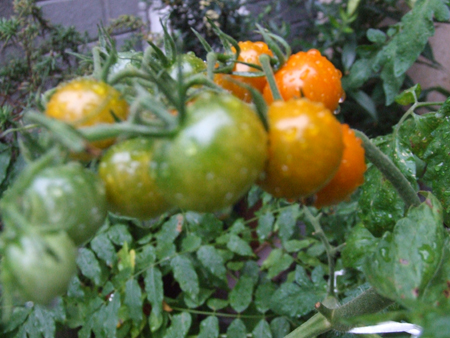 tomato (3).JPG