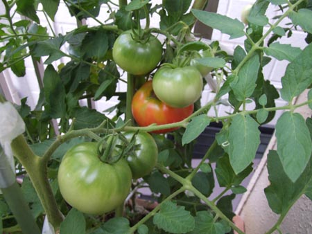 tomato (3).JPG