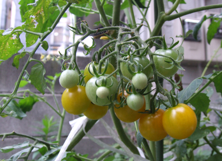 tomato (5).JPG