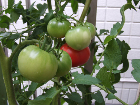 tomato (6).JPG