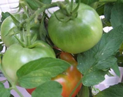 tomato (13).JPG