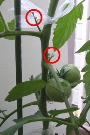 tomato (18).JPG