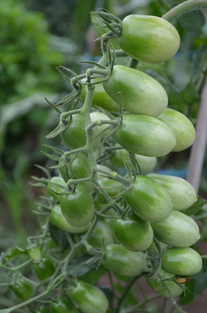 tomato (25).jpg