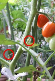 トマトのわき芽かきと利用法は？