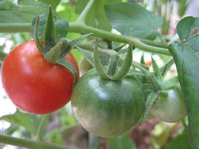 tomato320(3).jpg