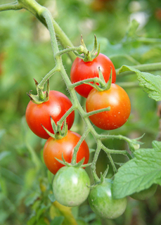 ミニトマトのプランター栽培｜味の決め手は肥料と水やり！