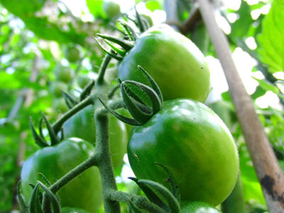 tomatoB.jpg