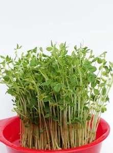 �g�E�~���E�Ƃ́H�b�}�����h�{������܂�