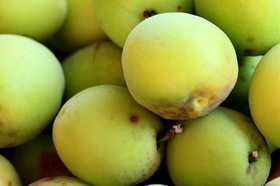 ume010.jpg