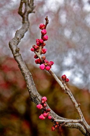 ume02.jpg