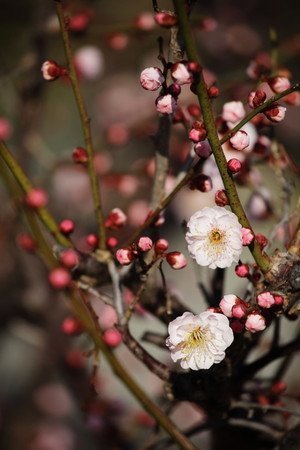 ume1.jpg