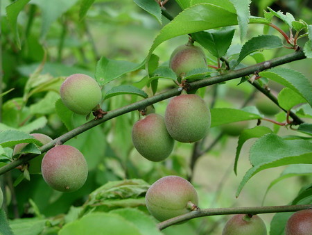 ume (1).jpg