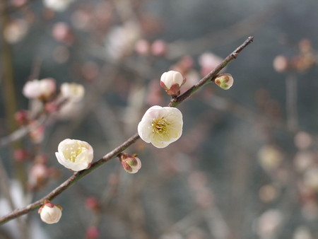 ume (4).jpg