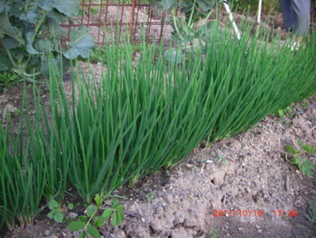 wakegi (2).jpg