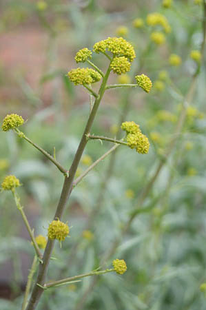woad.jpg
