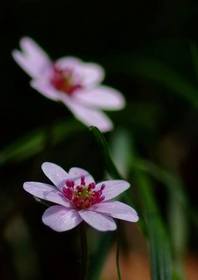 ���L�����\�E�̈�ĕ�