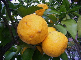 yuzu001.jpg