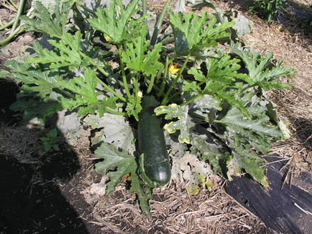 zucchini (5).jpg