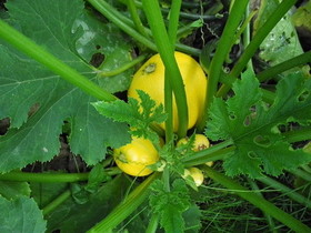 zucchini (6).jpg