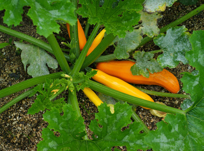 zucchiniB.jpg